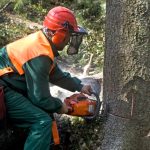 Tree Removal Regulations