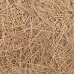 Pine Straw for Soil Fertility
